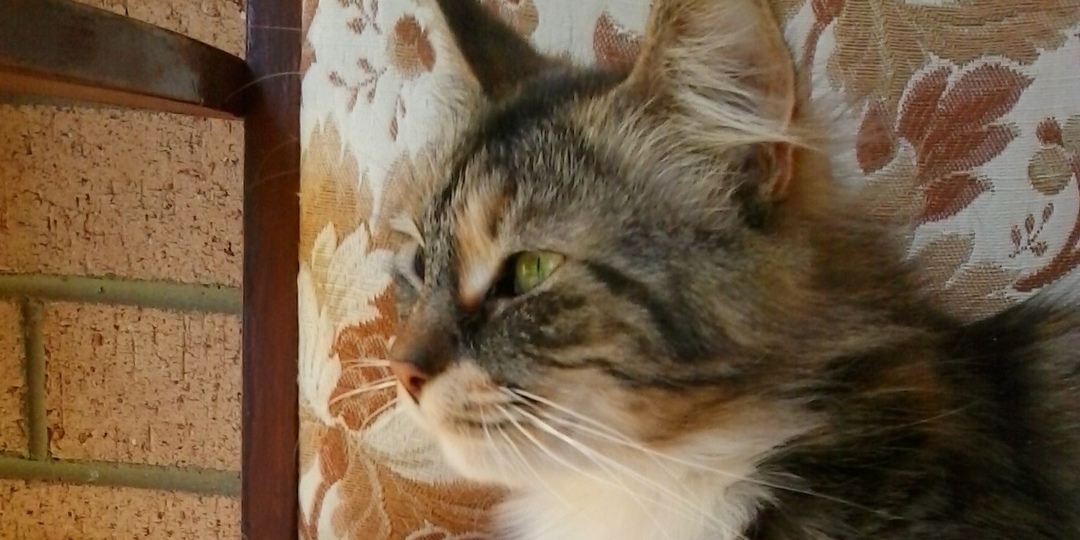 kittlovesmarcus's profile banner image