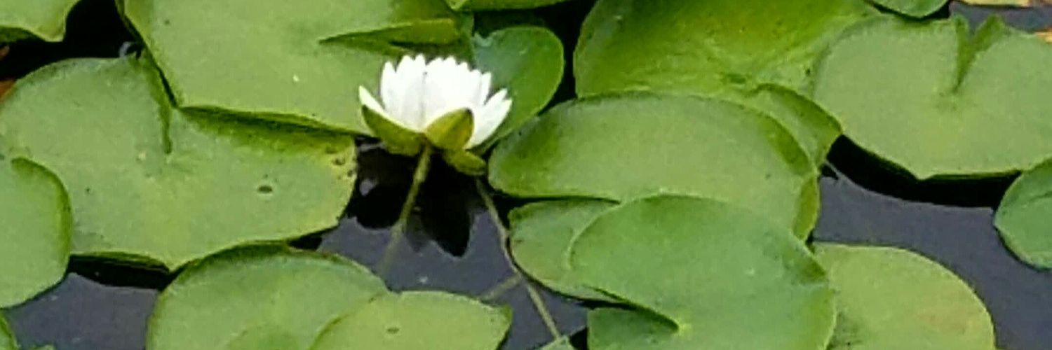 debrakumar's profile banner image