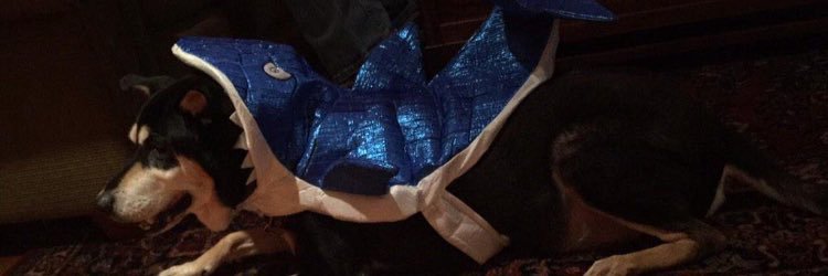 ShawtyShaferr's profile banner image