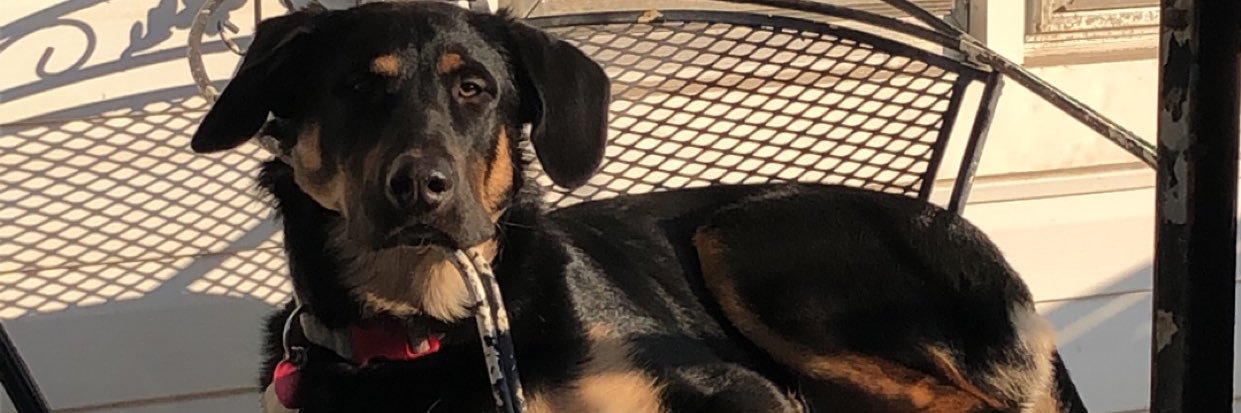 thankingcaleb's profile banner image