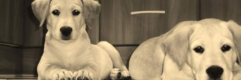 Lula Rom 9¾ ♀️🏳️‍🌈🇵🇸 banner