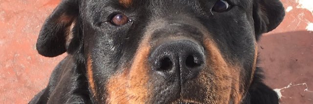 GonziLombardo's profile banner image