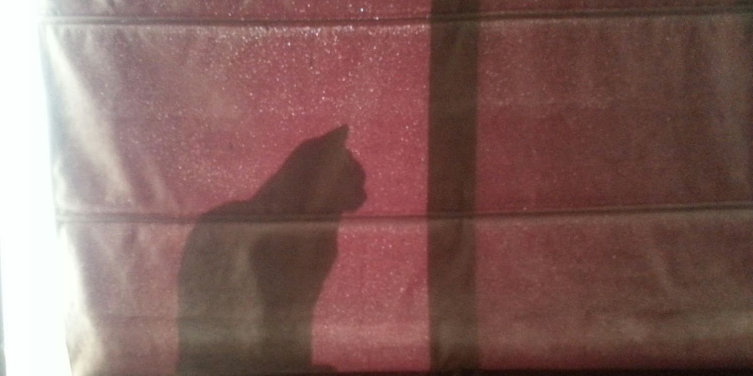 SirJackTheCat's profile banner image