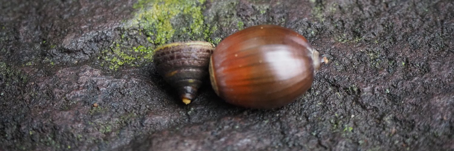 いちか-ICHICA Noel- banner