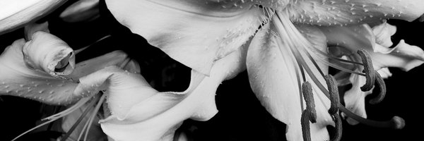 moTOY1967_sub Profile Banner