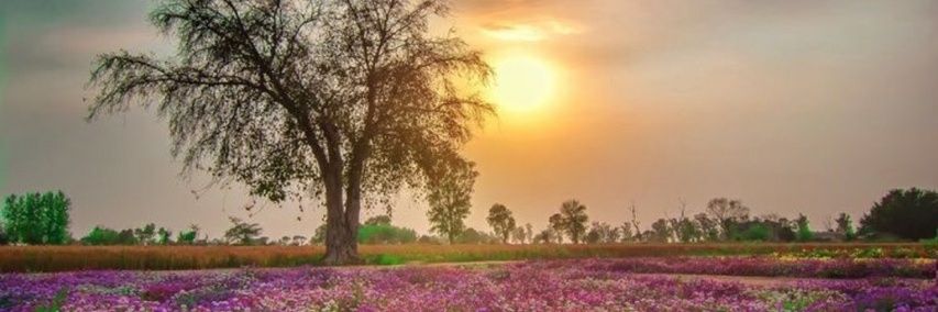Jafffalamool's profile banner image