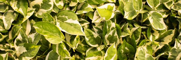 bloomscape Profile Banner