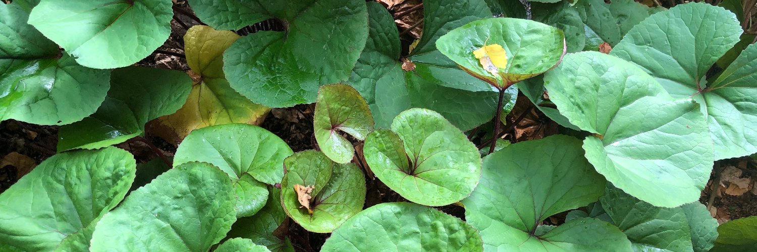 Shei Ascencio (she/ella) banner