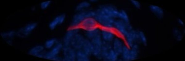 XiaogangFeng Profile Banner