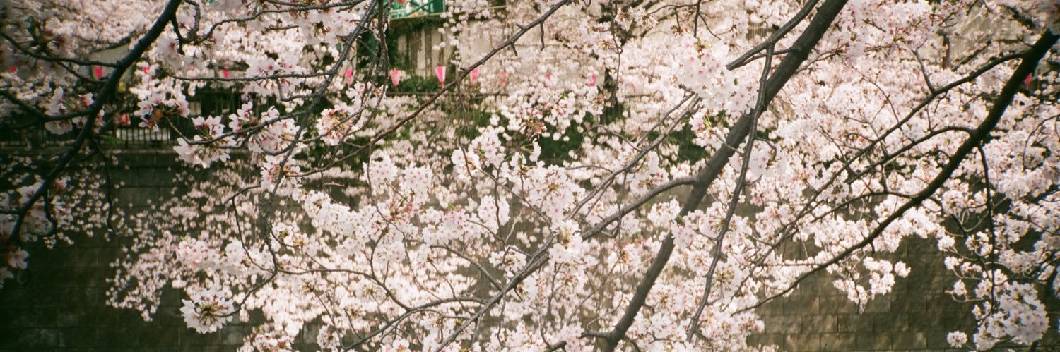 maiowa's profile banner image