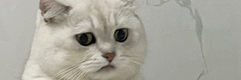NgBinxuan's profile banner image