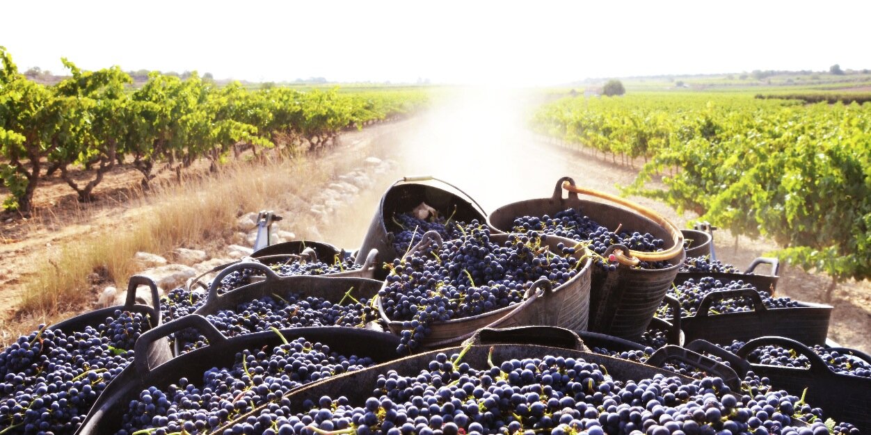 ADERNATS - Vinícola Nulles banner