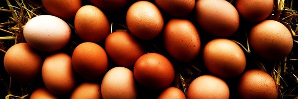 EggXYt Profile Banner
