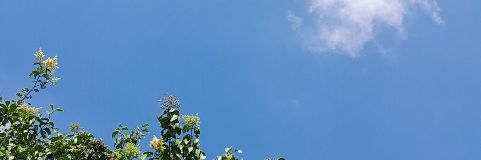 𝕃𝕚𝕒🦋 banner