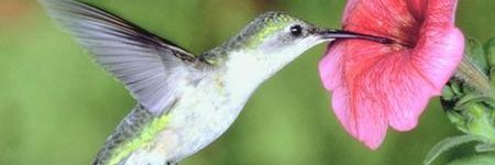 Tere Fajardo banner