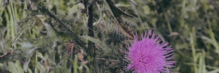 PickardTara's profile banner image