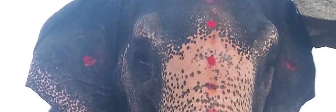 AnnaOdi1's profile banner image