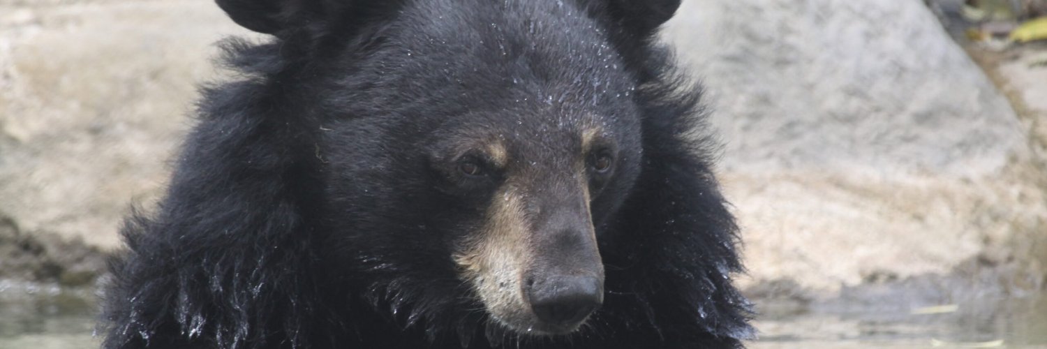 🐻bluebearial.bsky.social banner