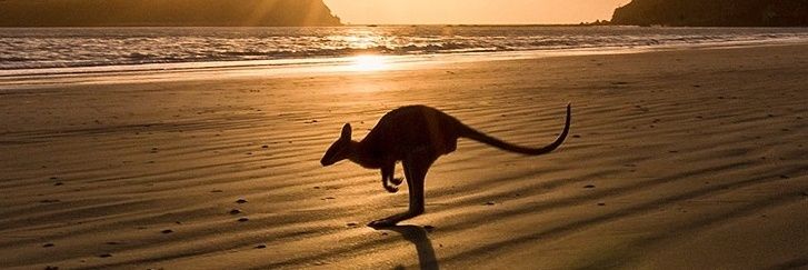 Ash Grant 🇦🇺 🇺🇸 banner