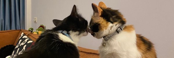 ShassDoesStuff Profile Banner