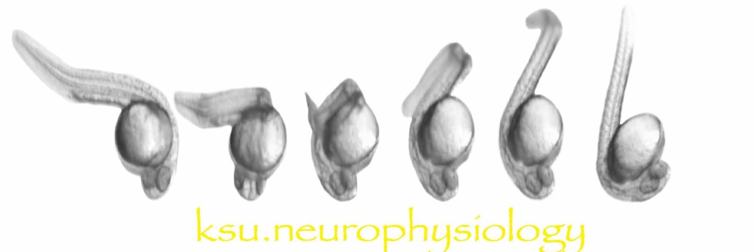 fishbrainlab's profile banner image