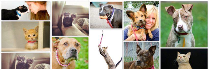 Philadoptables's profile banner image