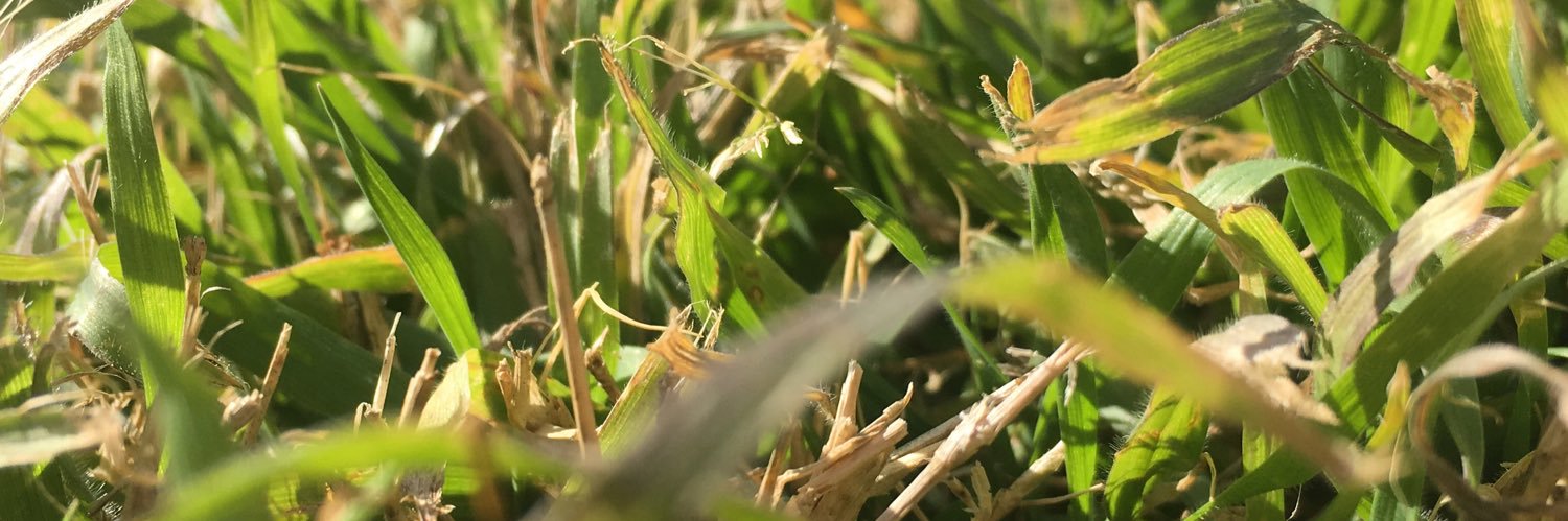 serrahnade's profile banner image