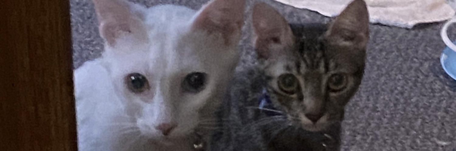 iggy san pablo banner