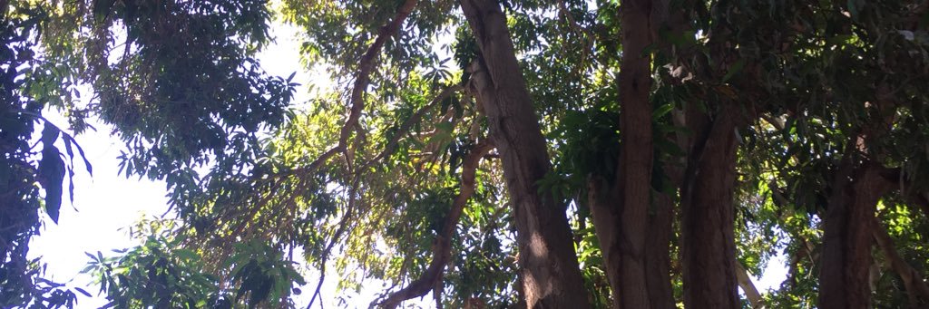 carolina #LaProfe 🌳 banner