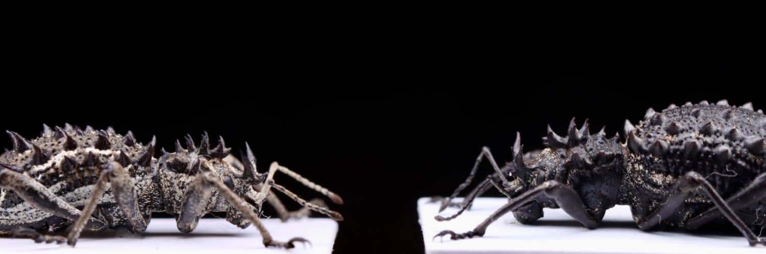 Zh banner