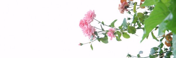 codingdojo Profile Banner