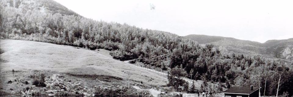 pauline forêt banner