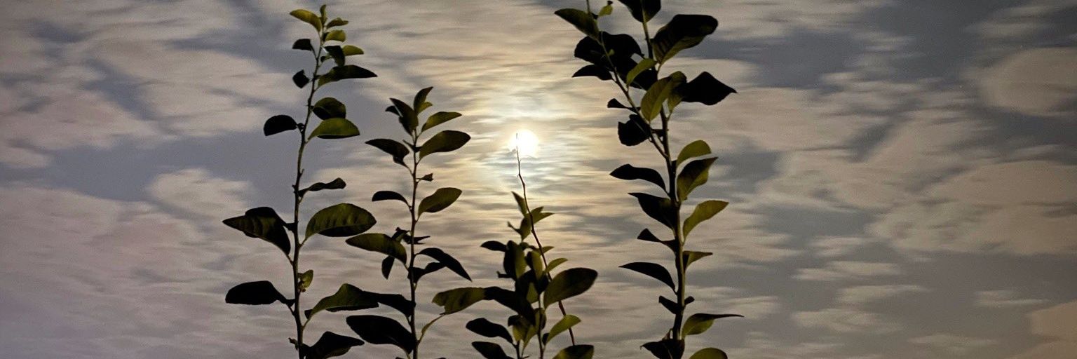 قطر الندى(فوفو) banner