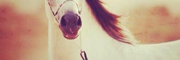 taj511's profile banner image
