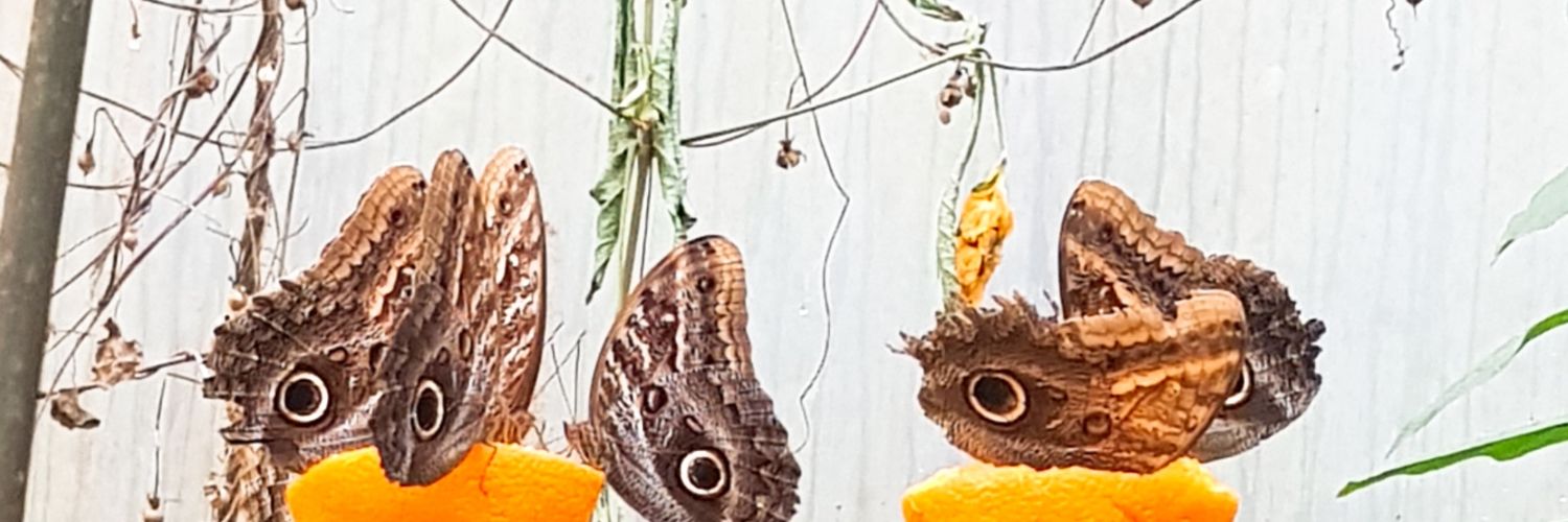 CLorenaO's profile banner image