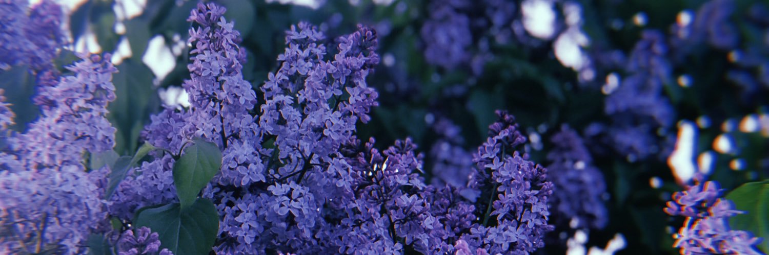 AddisonMiddlet1's profile banner image