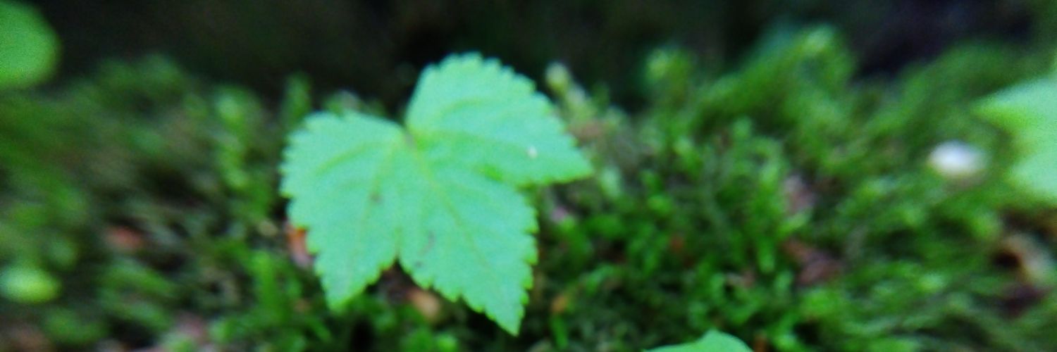 kiri0621's profile banner image