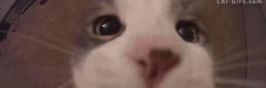 🐿 Écureuil tranquille 🐿 banner