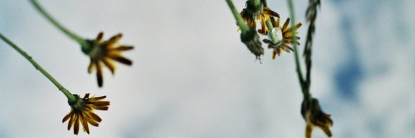 acethecurious Profile Banner