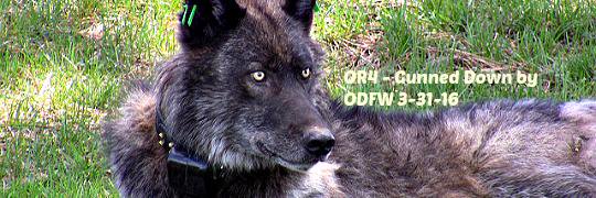 Howling4Justice's profile banner image