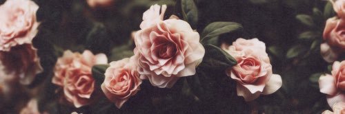 Brittany.B.Martin𓅐🌻🥀🎻🍋🏀🍓🏴‍☠️(~Tany~Mitch) banner