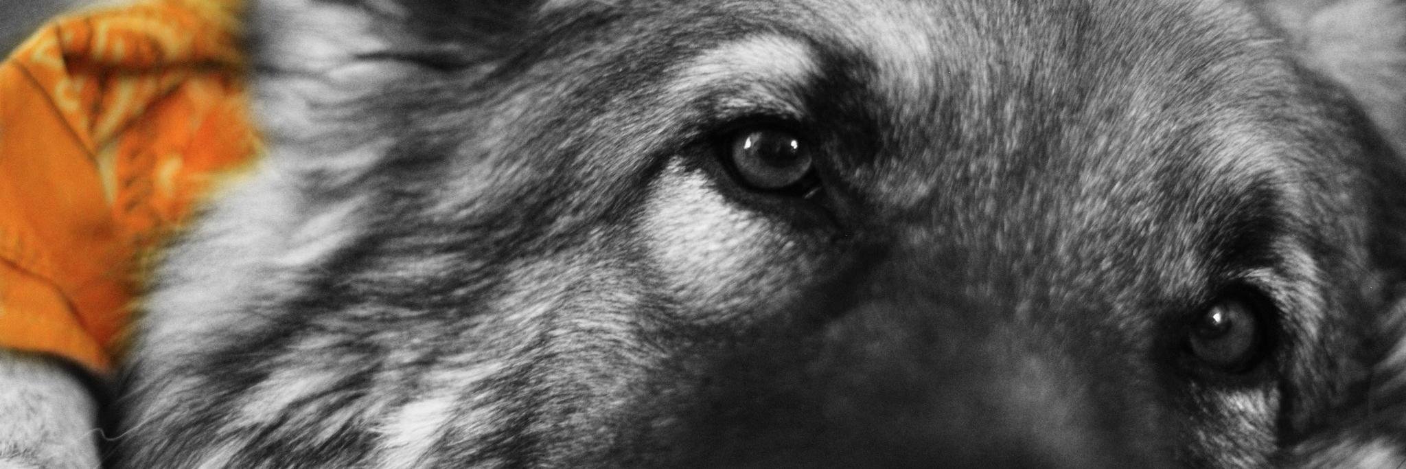 RunYourPack's profile banner image