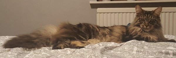 DaniChadderton Profile Banner