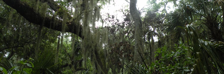 MornelitheVT1 banner