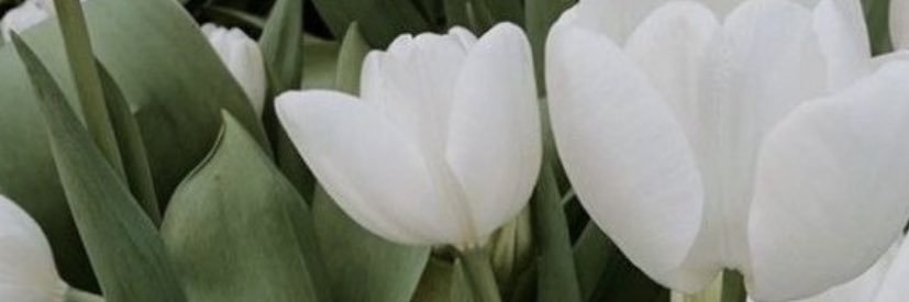 Elisotoo's profile banner image