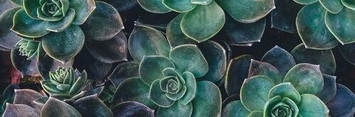 sjayniee's profile banner image