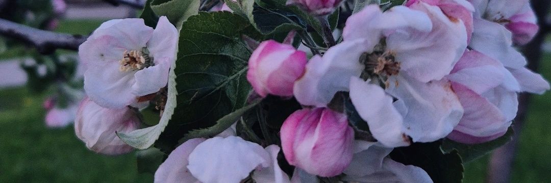 AgnesLorelei's profile banner image