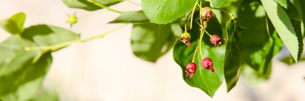 Soverdimtl Profile Banner