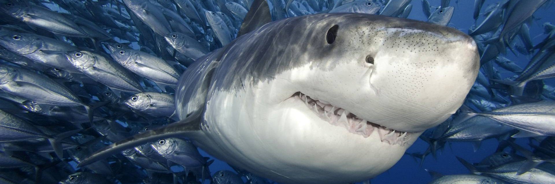 sealifecom's profile banner image