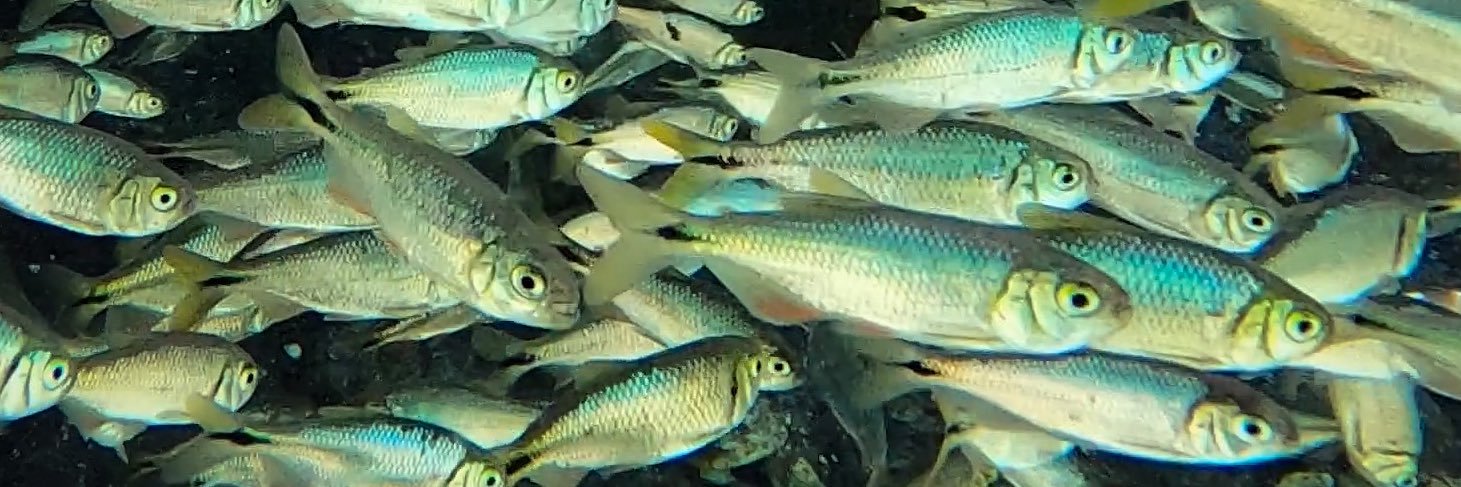 Topiltzin Contreras banner